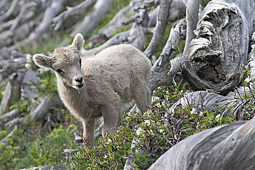 大角羊,羊羔,冰川国家公园,蒙大拿