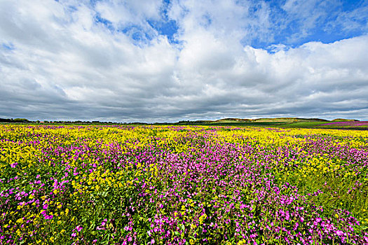 地点,盛开,粉花,油菜,生动,云,天空,诺森伯兰郡,英格兰,英国