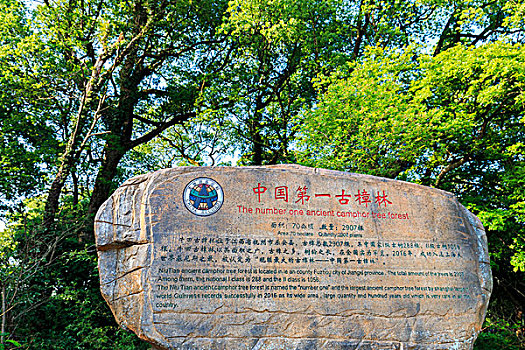 中国第一古樟林