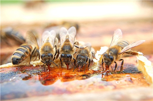特写,蜜蜂,吃,蜂蜜