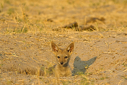 黑背狐狼,黑背豺,小动物,向外看,洞穴,乔贝国家公园,博茨瓦纳,非洲
