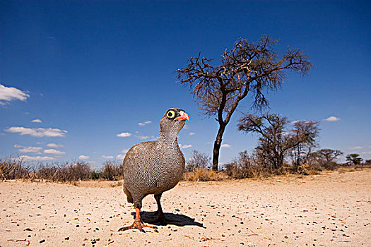 卡拉哈里沙漠,风景,卡拉哈迪大羚羊国家公园,博茨瓦纳