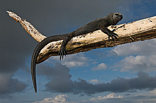 海鬣蜥,休息,枝条,波多黎各,圣克鲁斯岛,加拉帕戈斯群岛,厄瓜多尔
