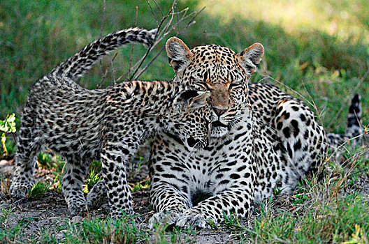 豹,幼兽,依偎,母亲,博茨瓦纳