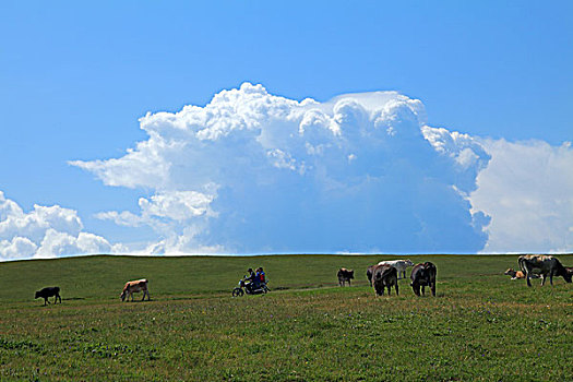 新疆赛里木湖边的草原
