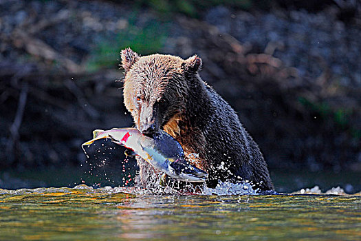 大灰熊,棕熊,新鲜,抓住,粉色,三文鱼,驼背,河,加拿大,省立公园