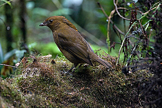 园丁鸟,靠近,凉亭,巴布亚新几内亚