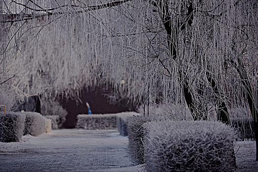 雪景