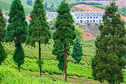 宁海,望海岗,茶园,茶山,茶叶,采茶,春天,山