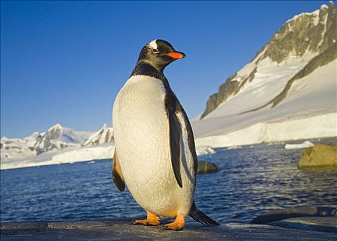巴布亚企鹅,小湾,通道,西部,南极