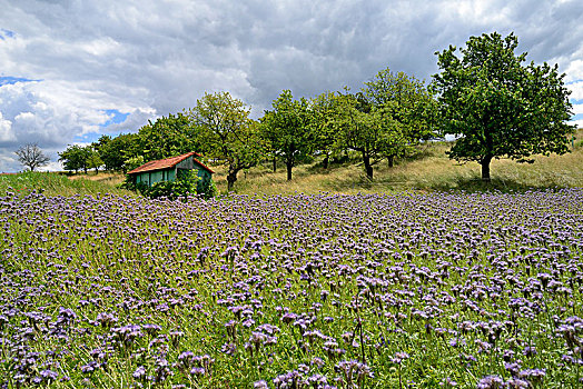 地点,紫色,花,樱桃树,黑森州,德国,欧洲