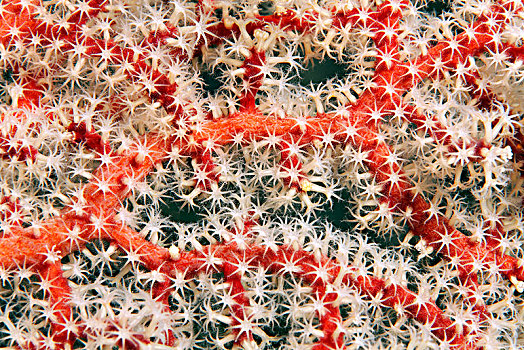 特写,犄角,珊瑚,红色,珊瑚虫,白色,巴拉望岛,湖,太平洋,菲律宾,亚洲
