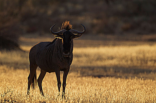 蓝角马,角马,亮光,晚间,卡拉哈里沙漠,卡拉哈迪大羚羊国家公园,南非,非洲