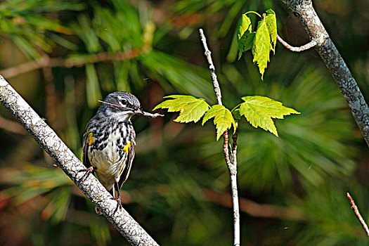 鸣禽,林莺属,雌性,新斯科舍省,加拿大