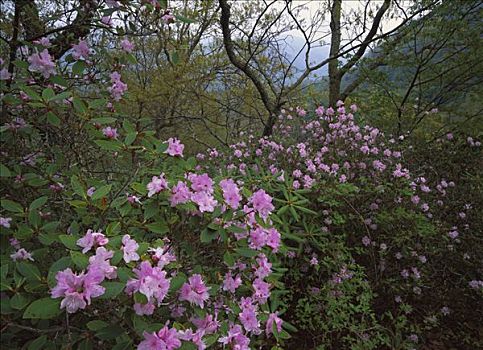 粉色,杜鹃花,杜鹃花属植物,蓝脊公园大道,北卡罗来纳