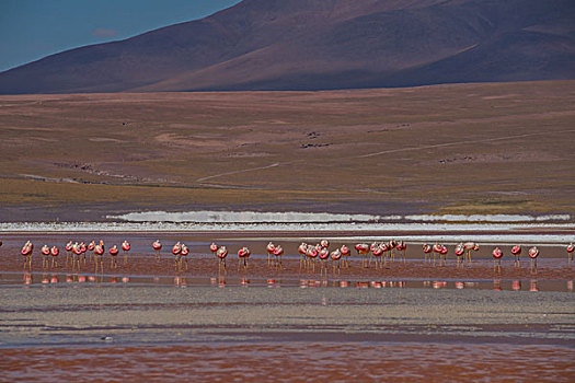 玻利维亚乌尤尼盐湖红湖火烈鸟