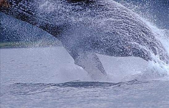 驼背鲸,大翅鲸属,鲸鱼,跳跃,室外,水,阿拉斯加,北美