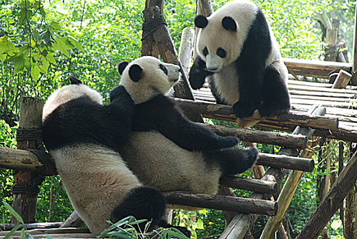 玩耍的三只熊猫
