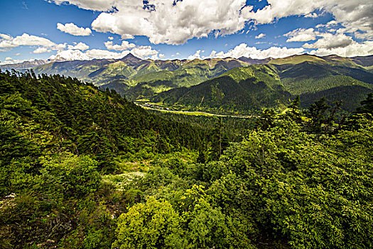 西藏高山峡谷树林