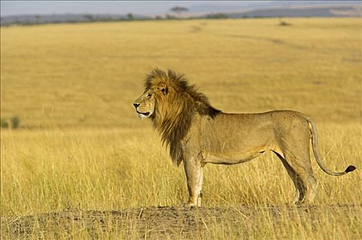非洲狮,狮子,暸望,马赛马拉国家保护区,肯尼亚