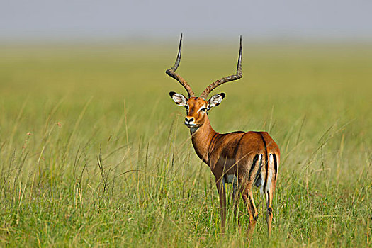 黑斑羚,站立,草丛,马赛马拉国家保护区,肯尼亚,非洲