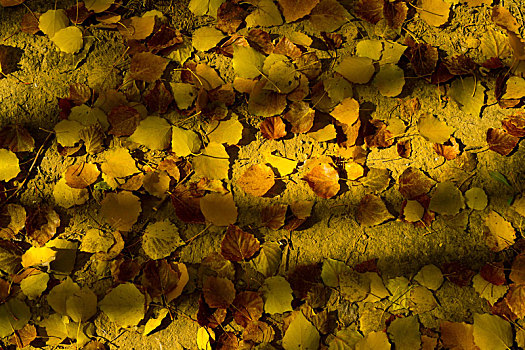 秋天阳光下地面黄色落叶,光影