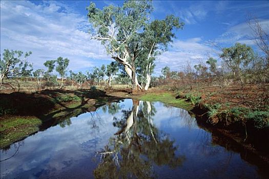 桉树,反射,干河道,卡瑞吉尼国家公园,西澳大利亚,澳大利亚