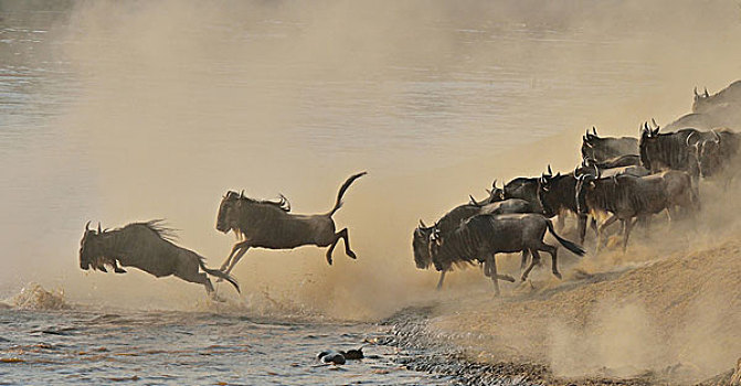 牧群,西部,跳跃,河,三角形,马赛马拉国家保护区,肯尼亚,非洲