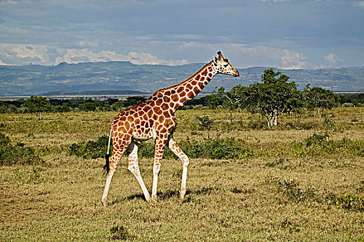 长颈鹿,纳库鲁湖国家公园,肯尼亚