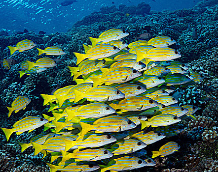 大,鱼群,鲷鱼,珊瑚礁,法属玻利尼西亚