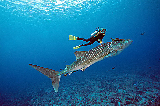水中呼吸器,潜水,游动,鲸,鲨鱼,马尔代夫,印度洋,亚洲