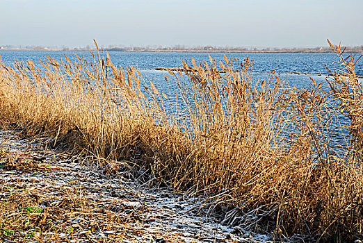 自然,自然保护区,冬天,风景,豪达城,荷兰南部,荷兰,欧洲