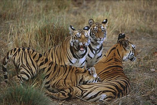 孟加拉虎,虎,母兽,三个,幼兽,一个,吸吮,班德哈维夫国家公园,印度