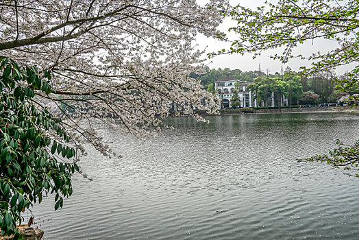 湖南森林植物园樱花湖美景