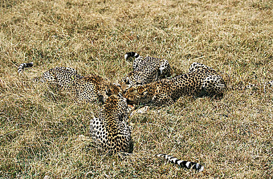 印度豹,猎豹,成年,杀,汤氏瞪羚,马赛马拉,公园,肯尼亚