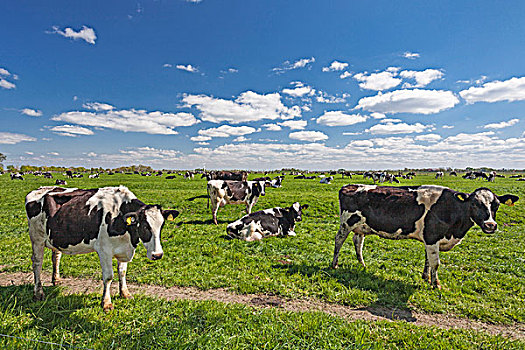 母牛,草场,靠近,东方,弗里斯兰省,下萨克森,德国,欧洲