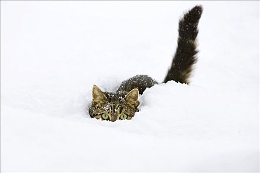 猫,雪中,家猫,雄性
