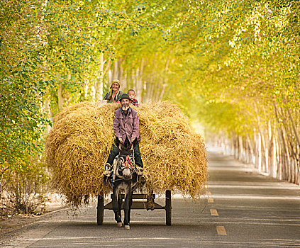 新疆,道路,桉树,马车,老人