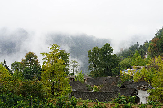 银杏树