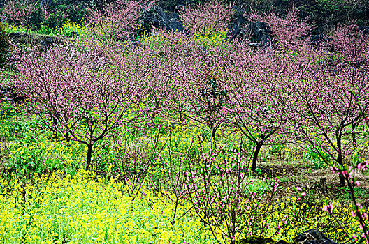 桃花景色