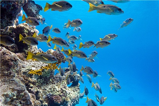 珊瑚礁,鱼群,仰视,热带,海洋,蓝色背景,水,背景