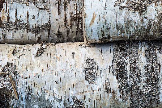 桦树,贝图拉州立公园,特写,树皮