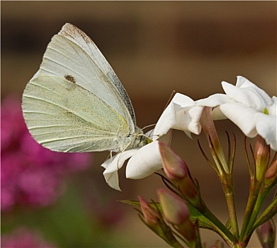 小,白色,蝴蝶