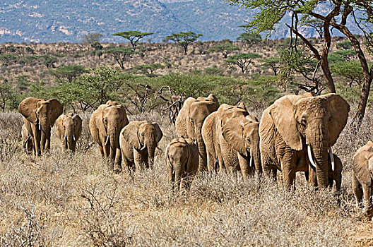 肯尼亚,萨布鲁国家公园,大象,走,排列