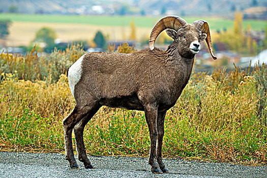 落基山,大角羊,母羊,瀑布山,不列颠哥伦比亚省,河,年轻