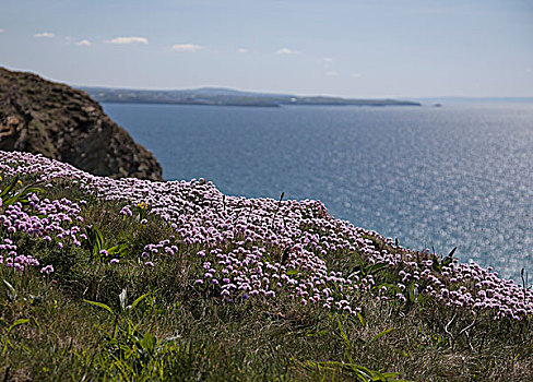 草地,野花,海岸,英格兰