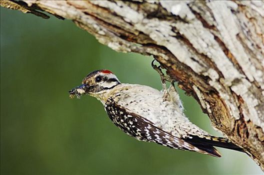 啄木鸟属,雄性,昆虫,捕食,瑞欧格兰山谷,南,德克萨斯,美国