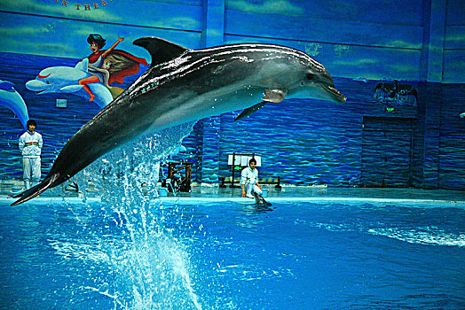 海豚,飞跃,驯养员,表演