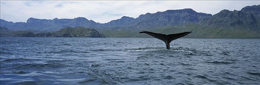 蓝鲸,鲸尾叶突,加利福尼亚湾,墨西哥