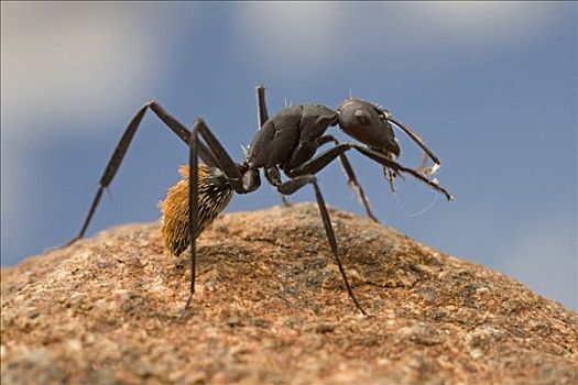 蚂蚁,清洁,触角,南非